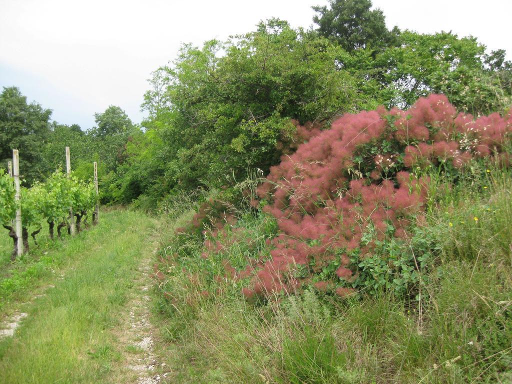 Agriturismo Campagnoletto Cavriana Bagian luar foto
