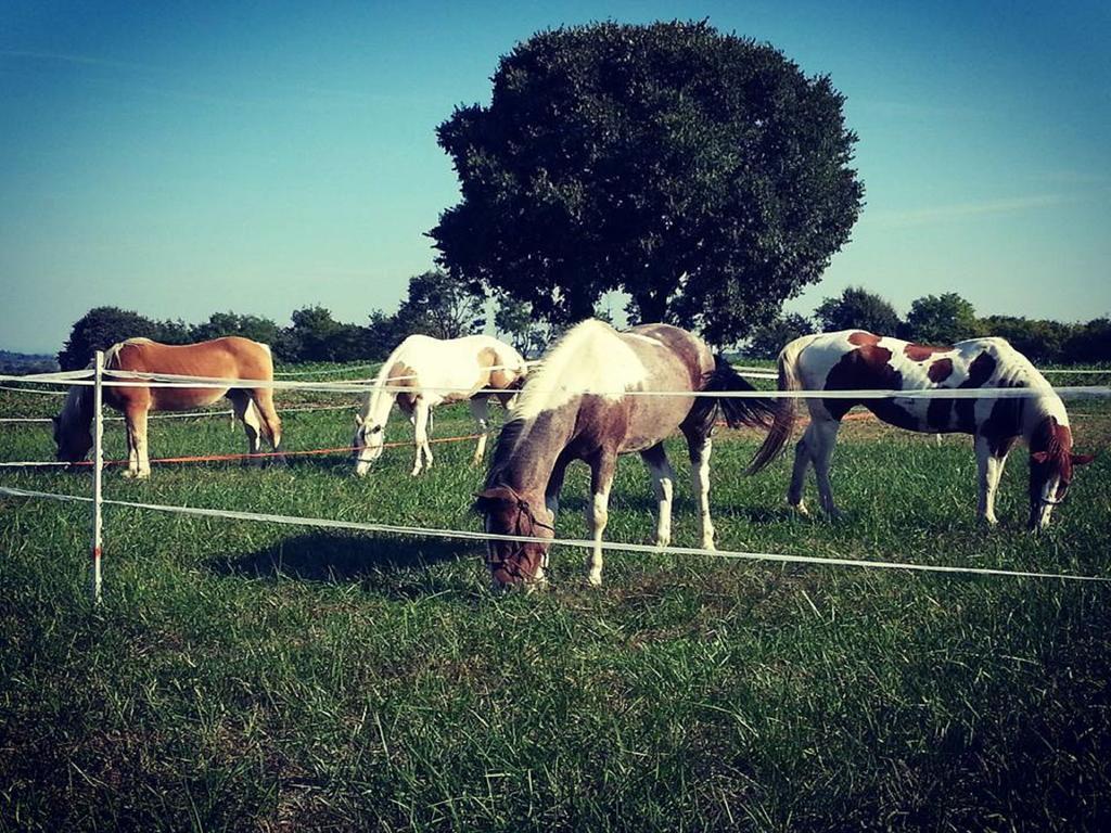 Agriturismo Campagnoletto Cavriana Bagian luar foto